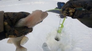 Судак  Мало-Байдино