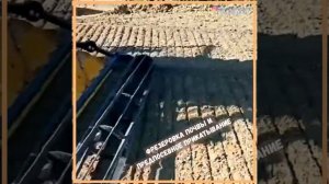 Фрезеровка почвы и предпосевное прикатывание (предпосевное выравнивание).