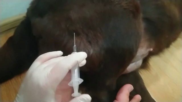 Укол собаке в домашних условиях. смотреть онлайн