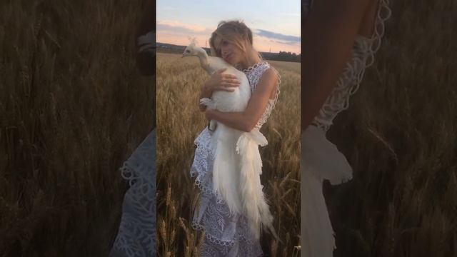 Фотосессия с белым павлином смотреть онлайн