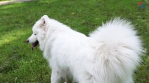 Самоед – белые и пушистые собаки с Евгенией Тимоновой | Hill's