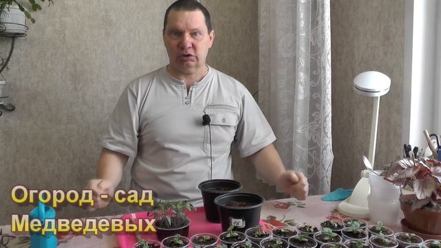 Пикирование томатов -  когда, куда и как это сделать
