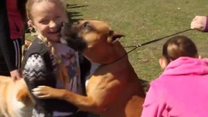 Американский стаффордширский терьер - самая добрая собака !!!!