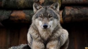 ?МАТЕРЫЙ ВОЛК ПРОТИВ ПУМЫ. КТО ПОБЕДИТ В БИТВЕ?