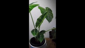 Alocasia Frydek Time Lapse