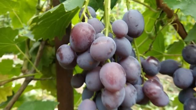 Колумб. Урожай 2017 смотреть онлайн