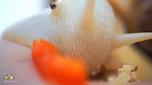 Snail. Macro. The Sound of a snail. Улитка Ахатина. Звуки улитки.