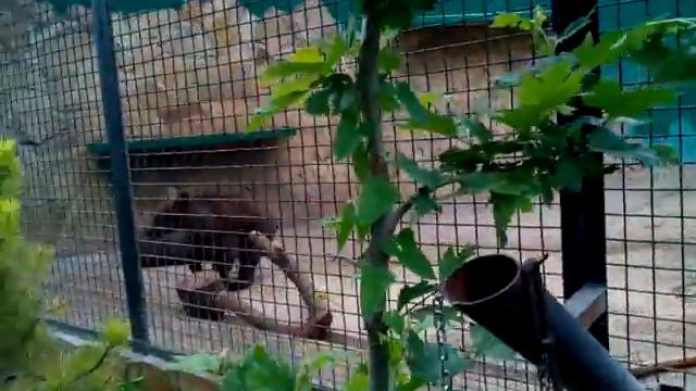 Парк Тайган Крым: Медвежонок Степашка дурачится в бассейне смотреть онлайн