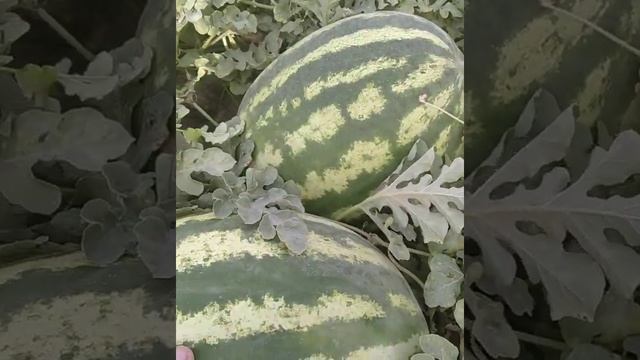 Поехали за арбузом. Прямо на бахче в Узбекистане Кашкадарьинской обл.