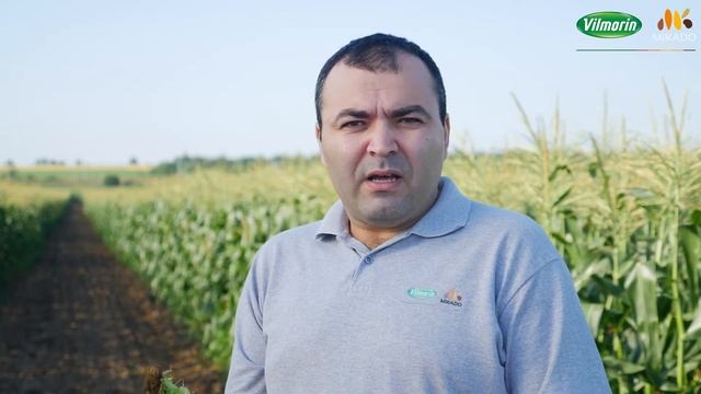 Биколорная Сахарная Кукуруза HM.Clause (улучшенный вкус) смотреть онлайн