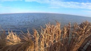 Охота на утку в Азовском море, скрадок из камыша! Отстрелял почти все патроны.