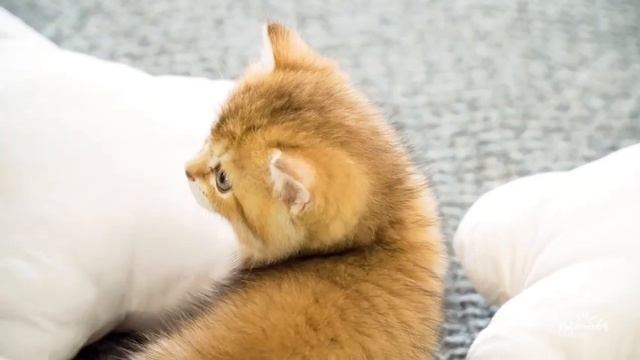 Каролина Миролюбова 'Планета кошек' Миролюбова life смотреть онлайн