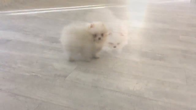 Мини красотка померанский шпиц тип МИШКА смотреть онлайн