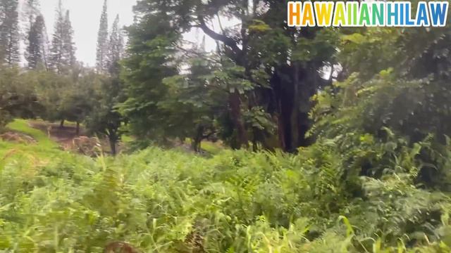 PAANO MANGUHA NG PAKO? || EDIBLE FERN смотреть онлайн