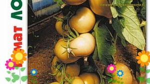 Томат Лонг Кипер. Краткий обзор, описание характеристик solanum lycopersicum Long Kiper