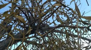 Омела.  Растение-паразит