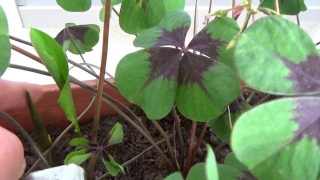 Кислица (ОКСАЛИС). Как я ухаживаю за кислицей!