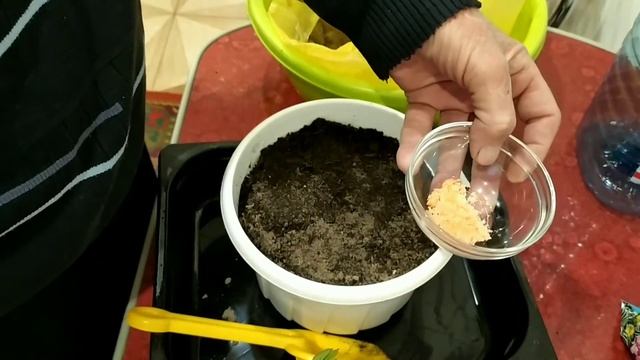 .Размножение Роз черенками в домашних условиях.