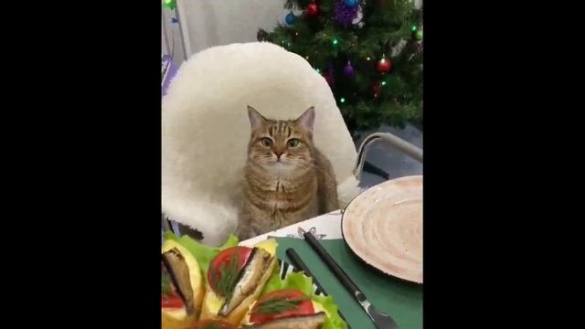 Ваши #ОхужэтиХвостики!