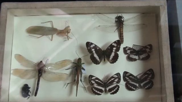 Удивительный мир насекомых смотреть онлайн