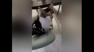 Подборка забавных и где то даже смешных случаев с животными  Приколы с животными