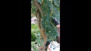 Карагана. Плакучая акация, север