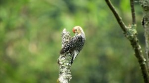 Красивые птицы 4К ? Пение птиц ? Птичий Relax