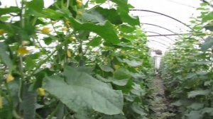 Огурец " Ягуар" в теплице летом....на соломе