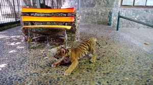 Тигренок мяукает