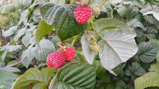 Малина ДНЕПР 2 Осенний урожай в сентябре смотреть онлайн