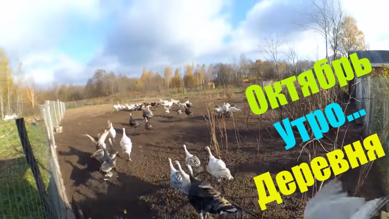 Деревенское утро в хозяйстве // Октябрь, индюки и вроде все успеваю