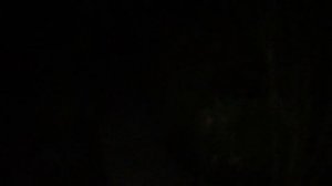 Сочи. Каждый вечер слышим шакалов... какой страшный смех...