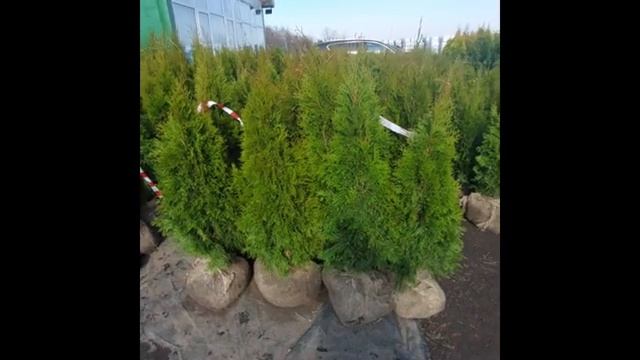 12 апреля 2023 г. Туя Смарагд смотреть онлайн