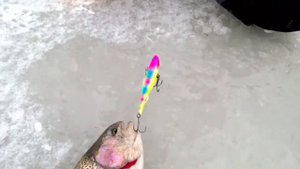 ОТКРЫЛИ ФОРЕЛЕВЫЙ СЕЗОН! ЛОВИМ ФОРЕЛЬ НА ВИБЫ И ПОСТАВУШКИ! Рыбалка удалась на 100%