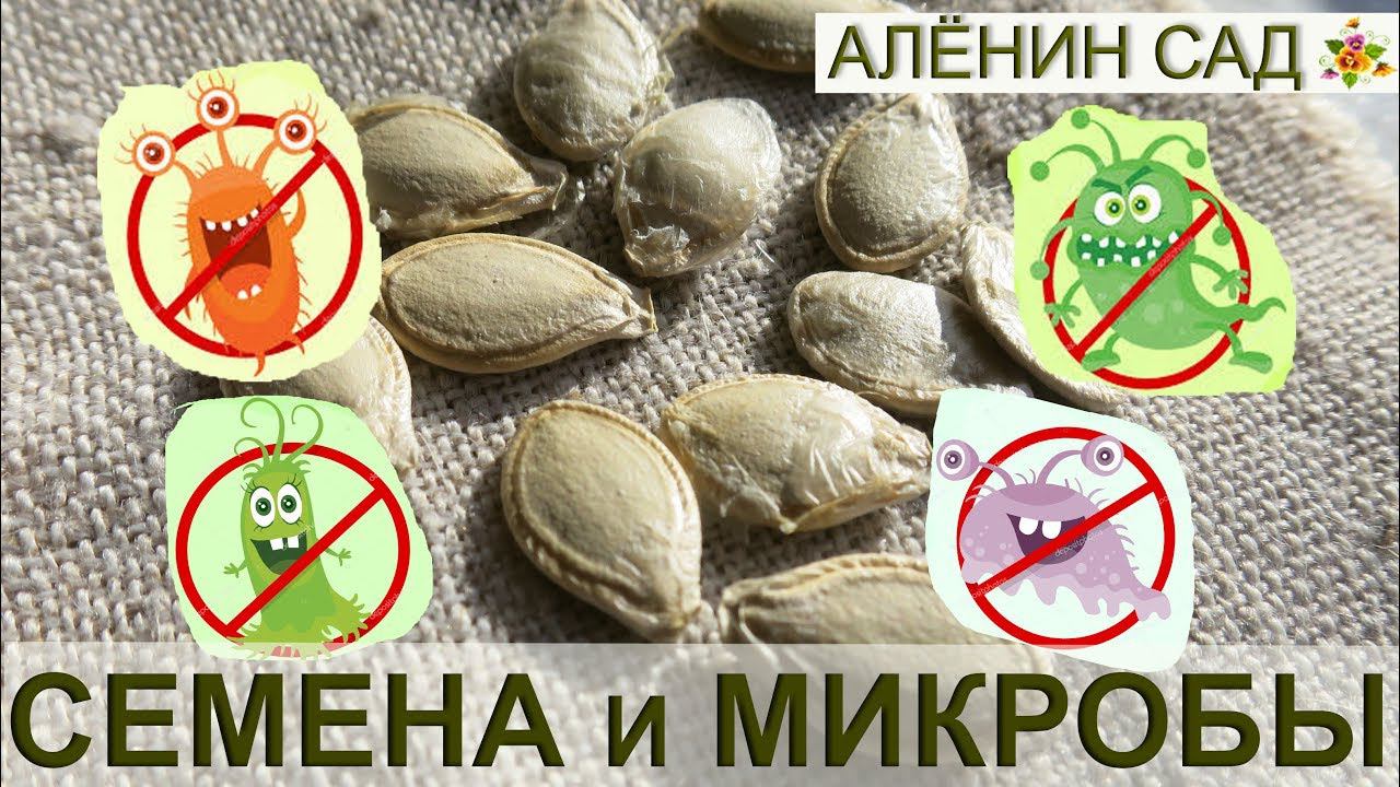 Подготовка семян / Обеззараживание семян / Как готовить семена к посеву
