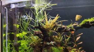 Лилипайп с алиэкспресс. Листья индийского миндаля