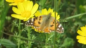 Бабочка Крапивница,Хризантемы и ветер....Израиль.Кирьят-Ям.