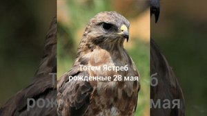 Тотем Ястреб рождённые 28 мая