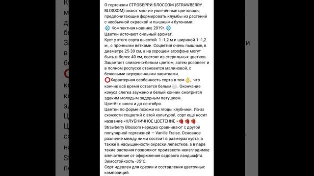 Строберри Блоссом Гортензия Метельчатая / Новинка 2019г. доступна к бронированию #наташинИсерёжинСА