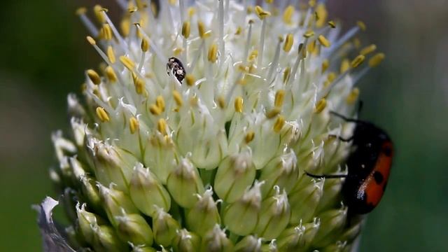 флора и фауна Flora and fauna