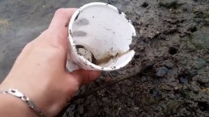 Речные Крабики Прячутся а Норках