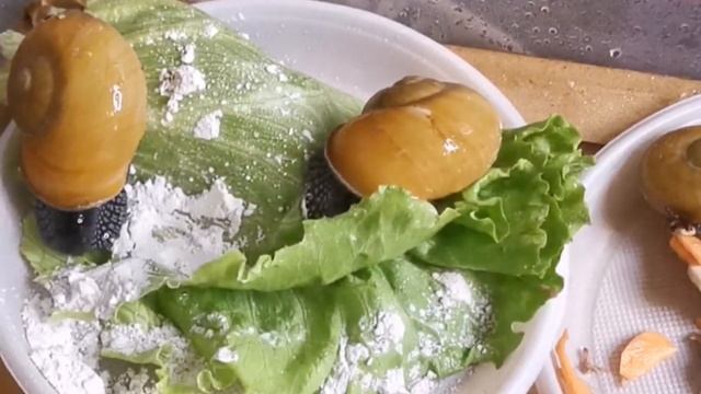 Зерновые и белковые подкормки для ахатин и архахатин смотреть онлайн