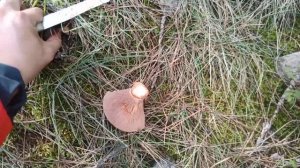 Rebollones de látex rojo: los indicadores de suelos calizos.? (Tip micológico)