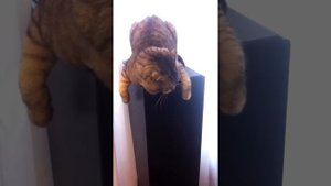 Microlab solo 9c Кот оценил!