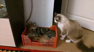 Кот рычит!!! Остин пытается играть