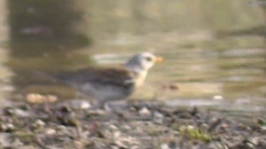 Дрозд рябинник. Дрозд гуляет по берегу. (лат. Turdus pilaris).Птицы Сибири.