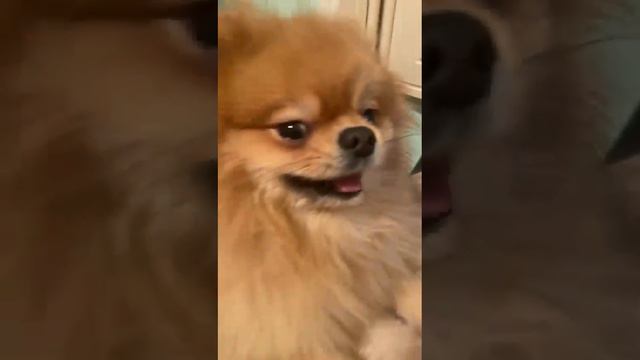 питомник шпицев 📞 +79874100700 смотреть онлайн