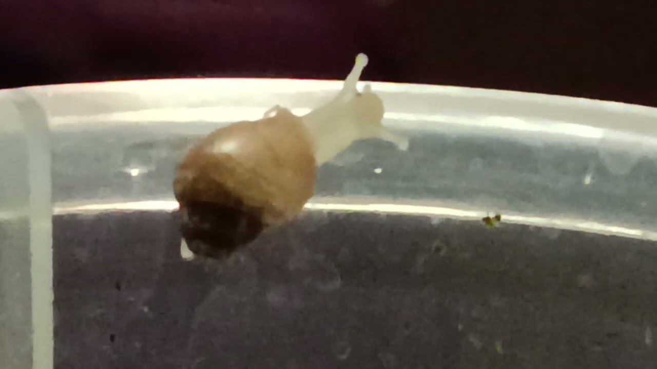 малыши улиток Пикачу и Лаки смотреть онлайн