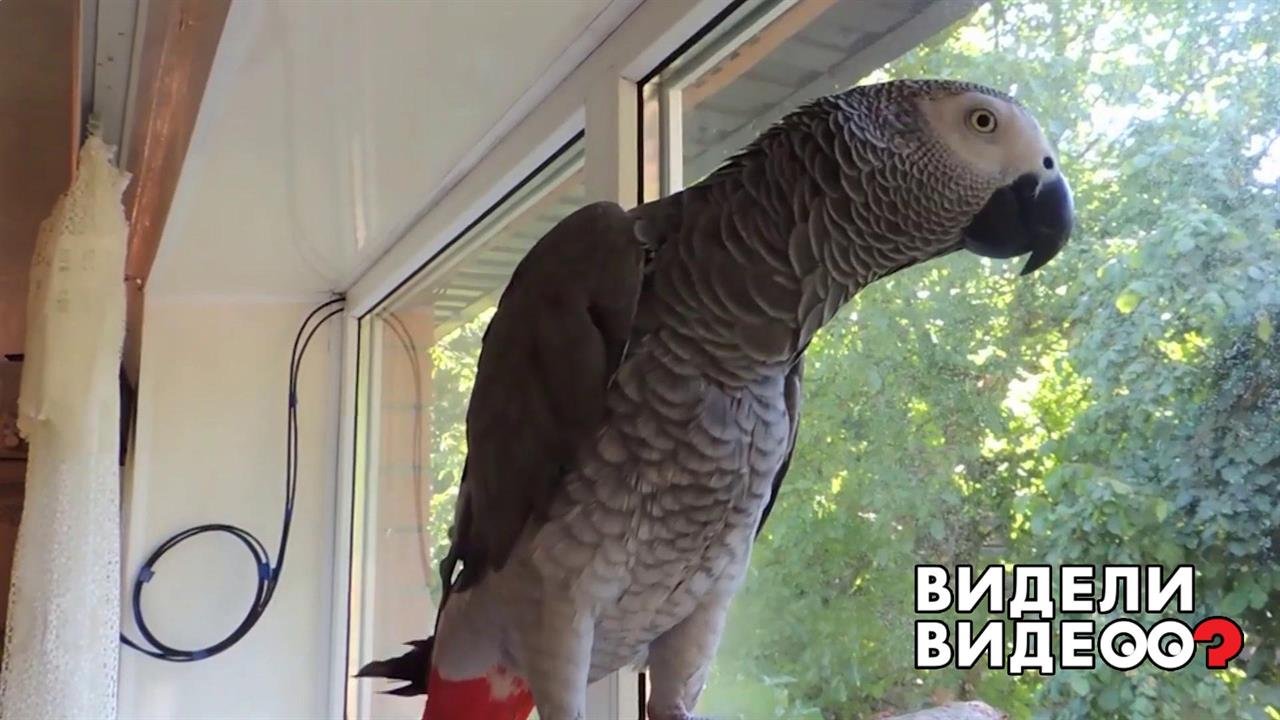 Жако-пародист. Видели видео? Фрагмент выпуска от 17.05.2020