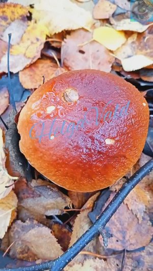 ГРИБАЛКА В ОСЕННЕМ ЛЕСУ_HelgaVald. Часть I. Боровики, подберёзовики, мухоморы красные.